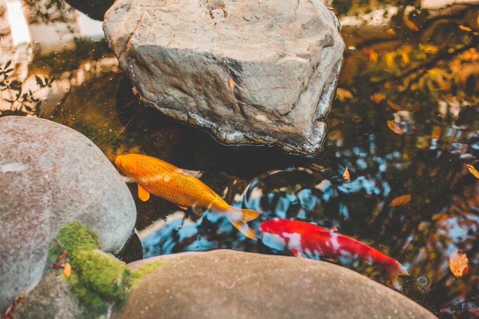 Comet Goldfish in a koi pond.